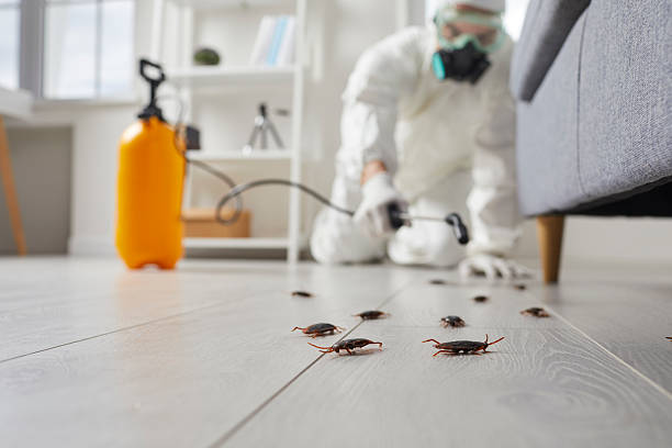 Commercial Rodent Management in Rincon Valley